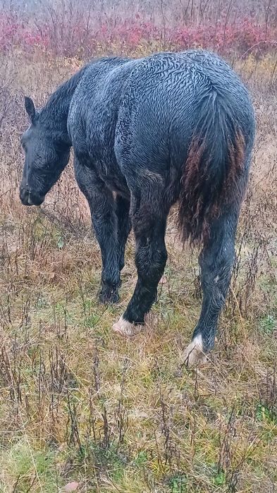 Vând mânz armăsar