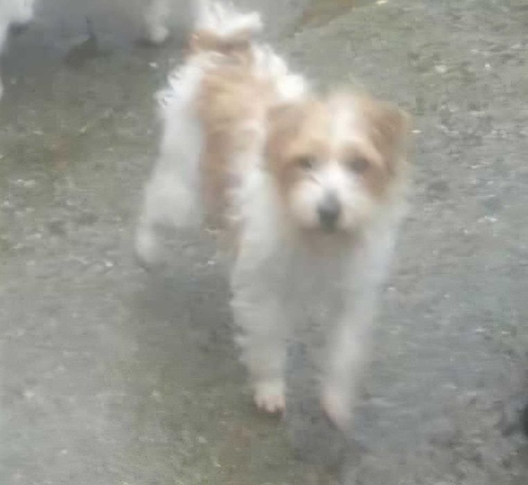 Излишна женкса Парсон ръсел териер