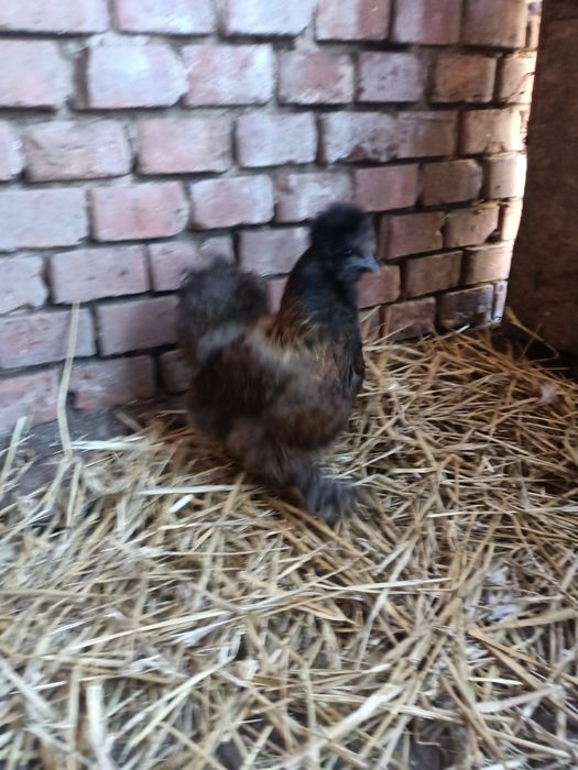 Vând două perechi mătase japoneză