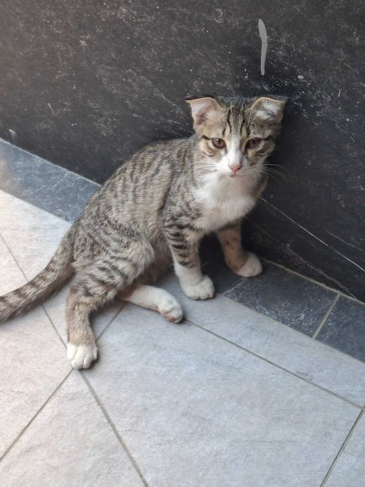 СРОЧНО ищу дом для этого кота!