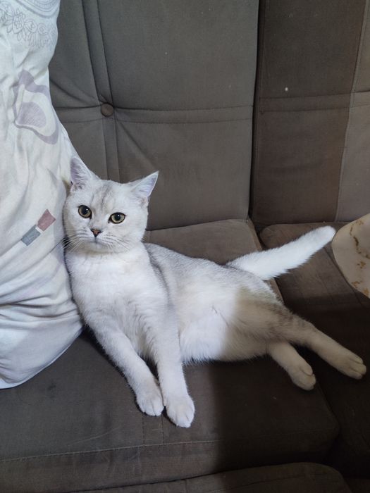 Серебристый шиншилла девочка