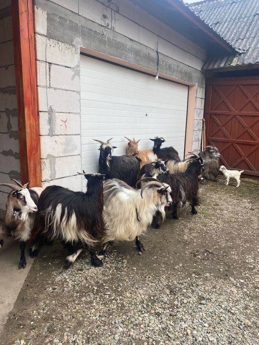 Vând 10 capre carpatine