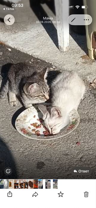 Отдам в добрые руки котят