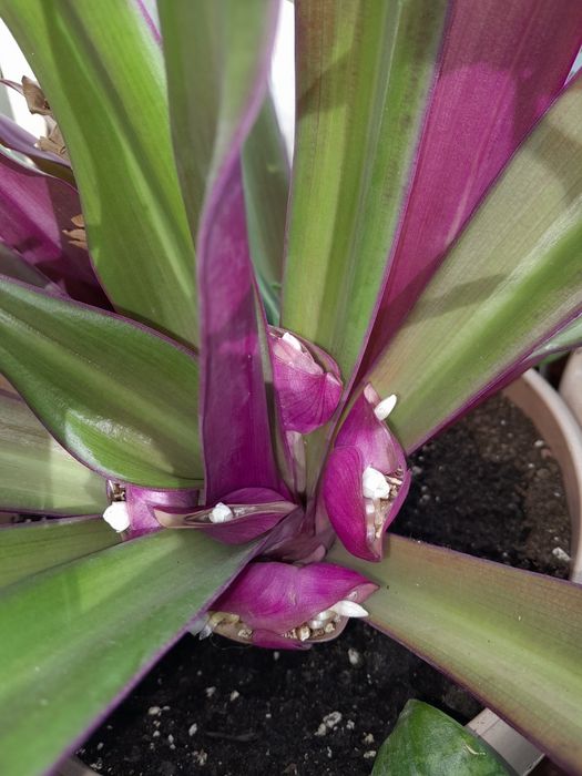 Комнатые цветы, Герань