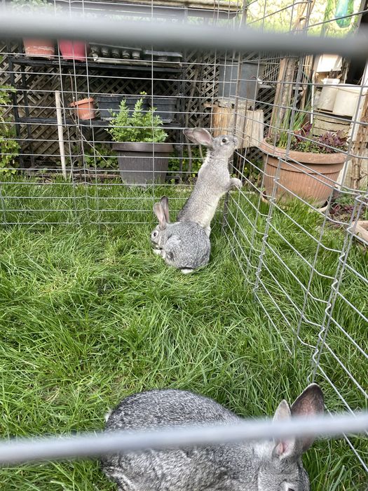 Vand iepuri foarte frumosi