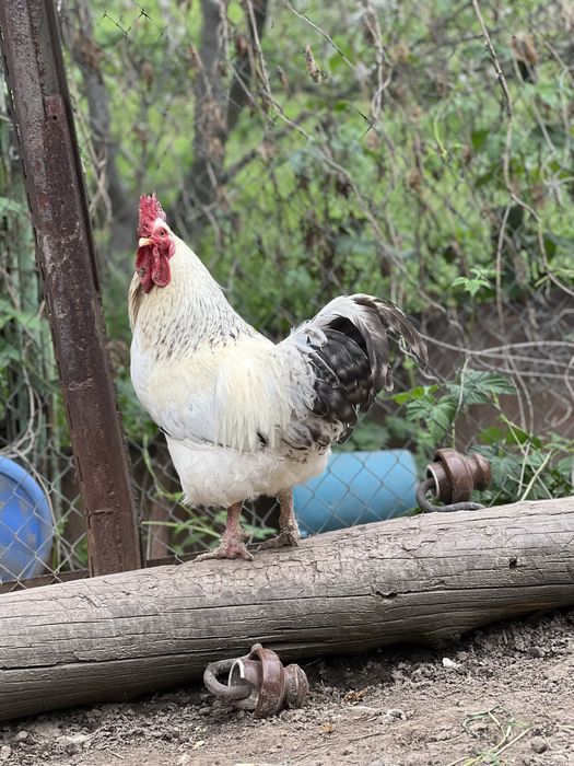 Петухи молодые домашние