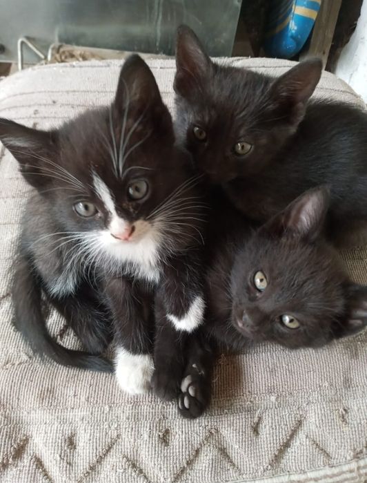 Котята британец смешанный