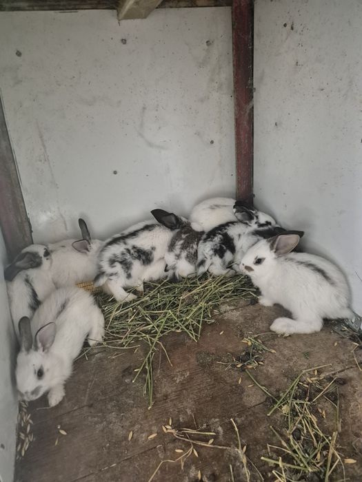 Disponibili iepurasi de rasa