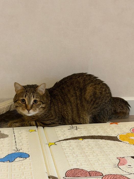 Отдам кота в добрые руки