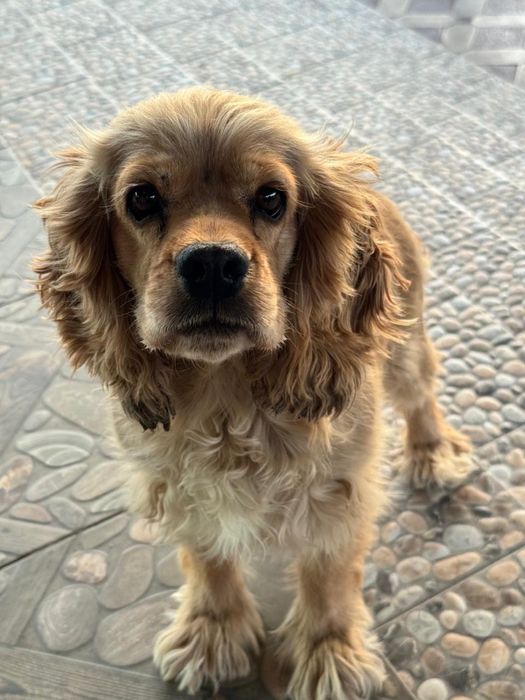 Продам англиски кокер спаниель