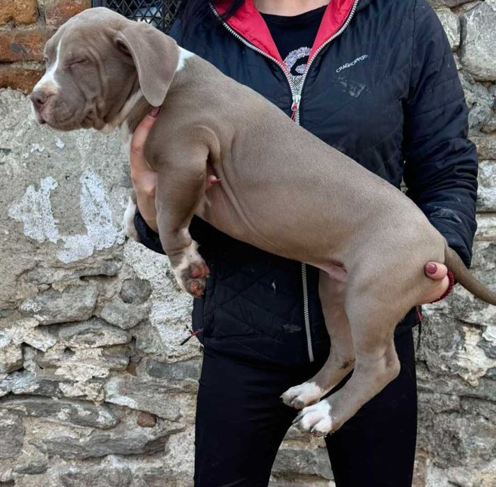 Американско були Хл American bully Xl