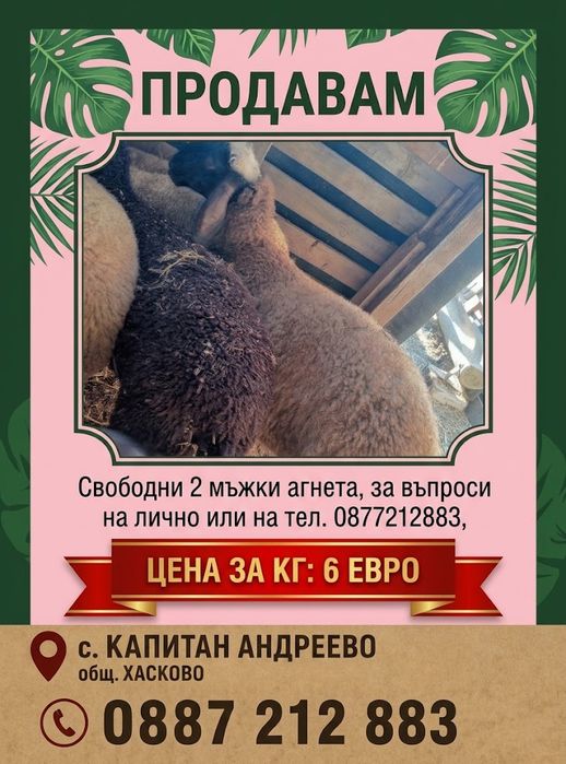 Продавам мъжки агнета