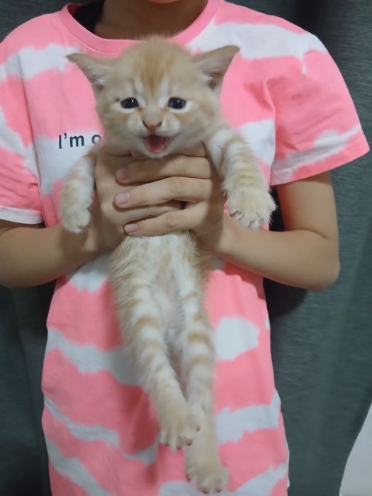 Отдам котят в добрые руки