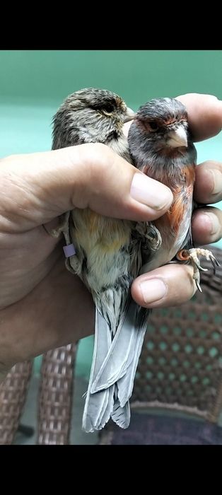 Продаётся канарейки