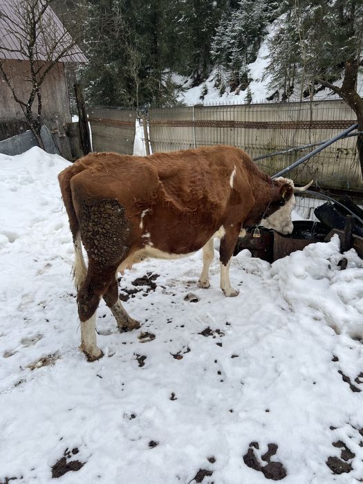 Vând vacă balțată