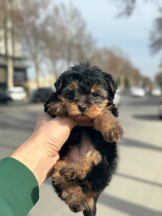 Мальтипу девочка валнистая