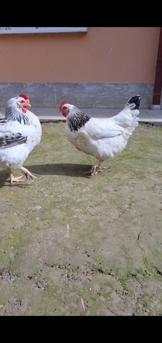 Русский Адлер сотилади