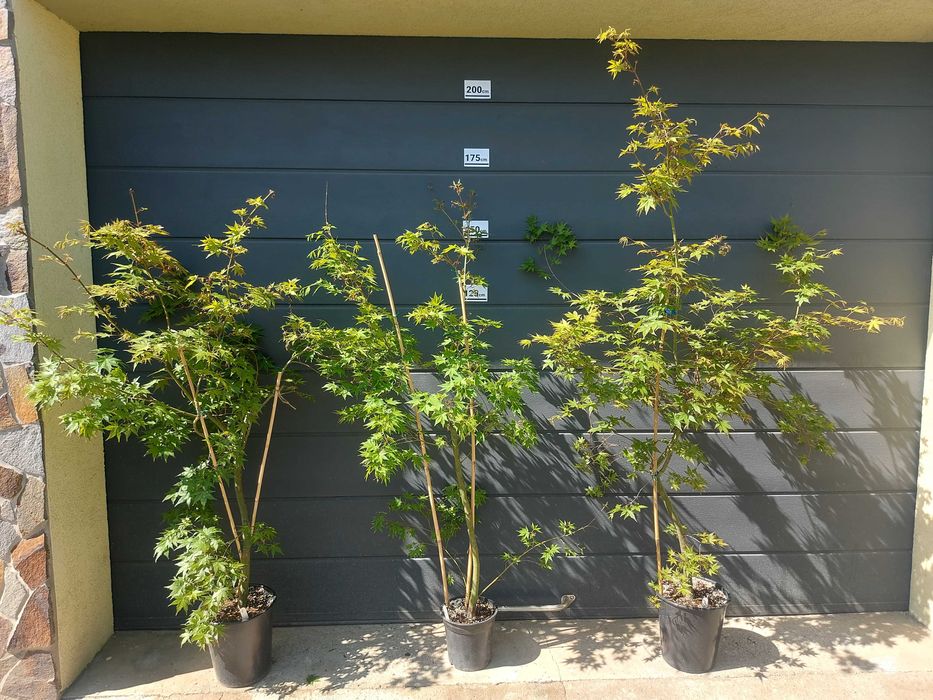Artar Japonez (Acer Palmatum) la ghiveci, 100-200cm