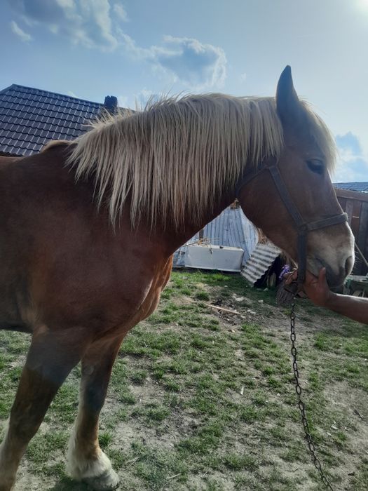 Vand iapa de 5 ani tanara