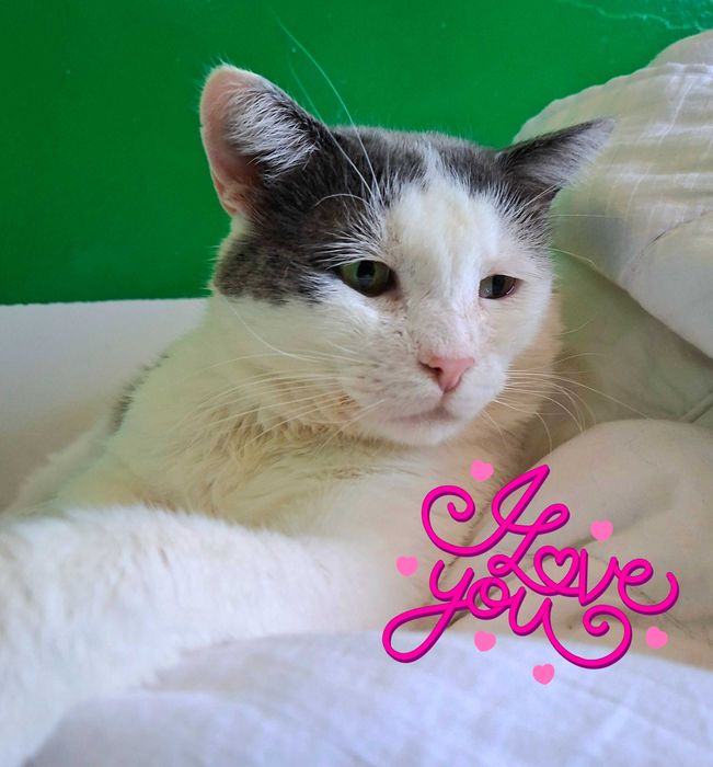Adoptie motan castrat