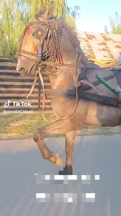 Manz lipitan disponibil