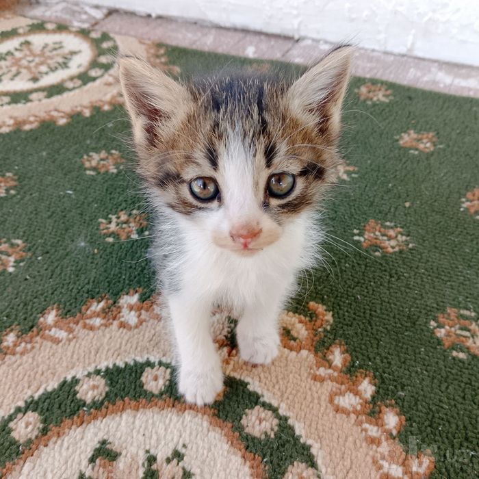 Кошка черно белый