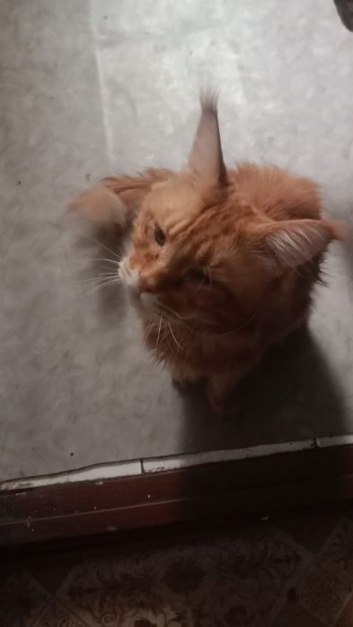 Продаются котята