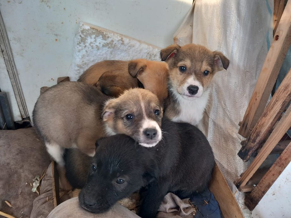 Catei pentru adoptie