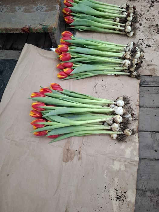 Тюльпаны оптом и в розницу