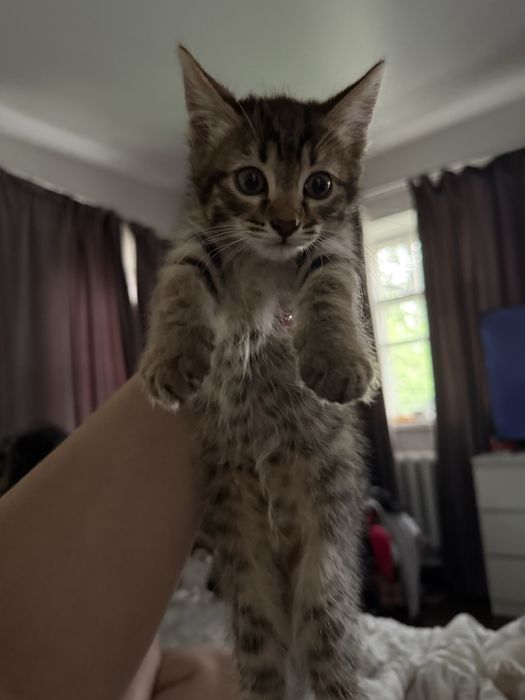 Котята в добрые любящие семьи