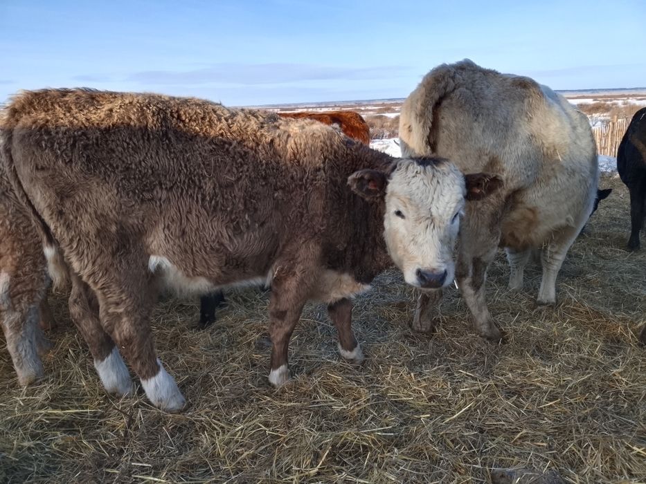 КРС возраст 1 год ,некоторые стельные,