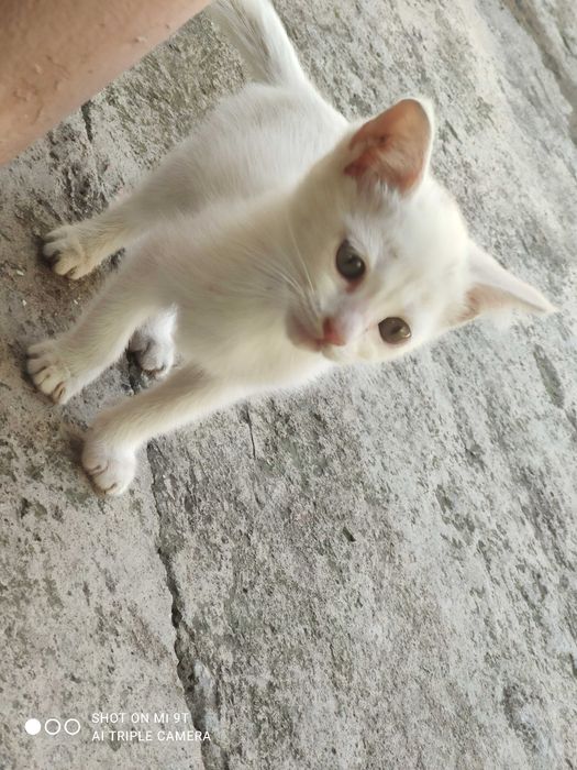 Котята ищут хороших хозяев