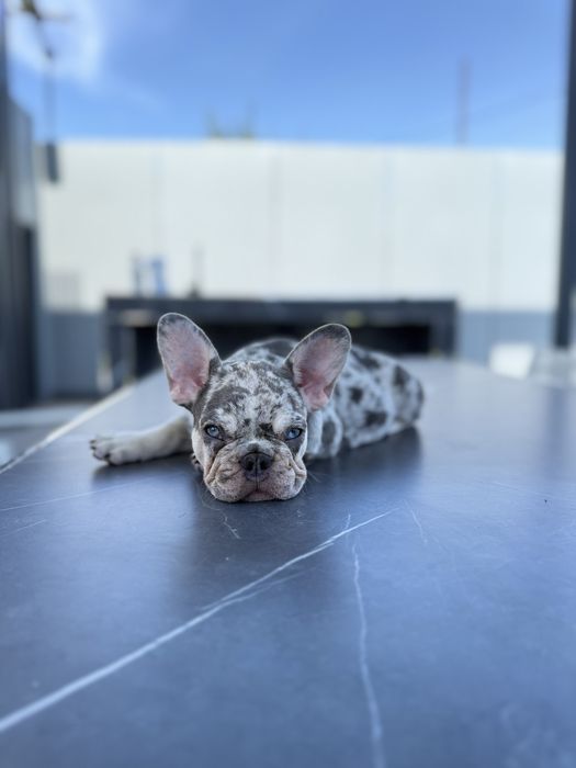Bulldog Francez Luxurious Frenchie House