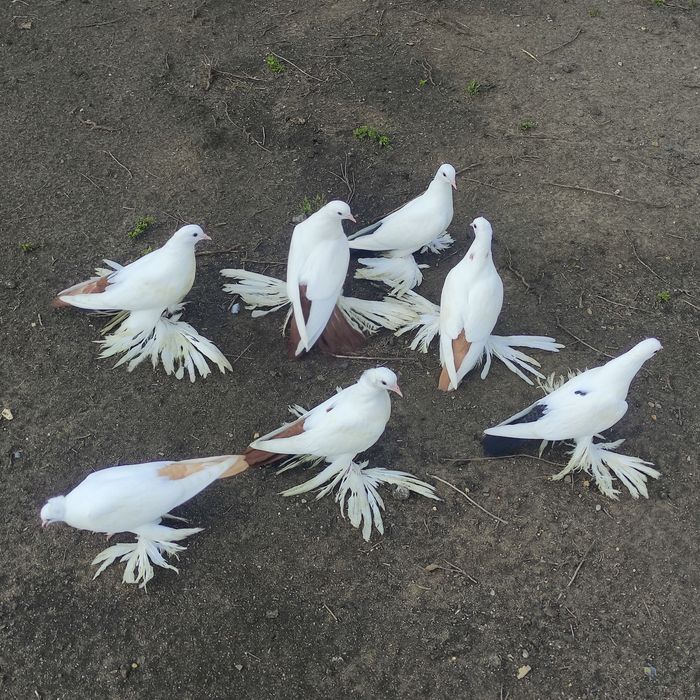 Голуби домашние (персы)