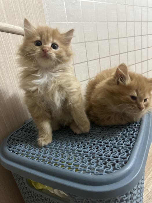котенок 2 месяца