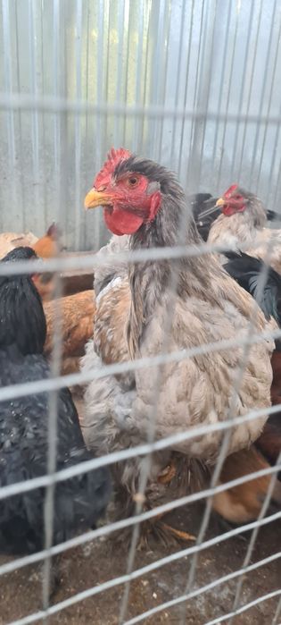 Продам кохинхинов