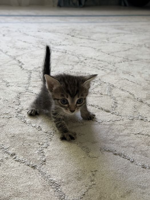 Отдам котят в хорошие руки