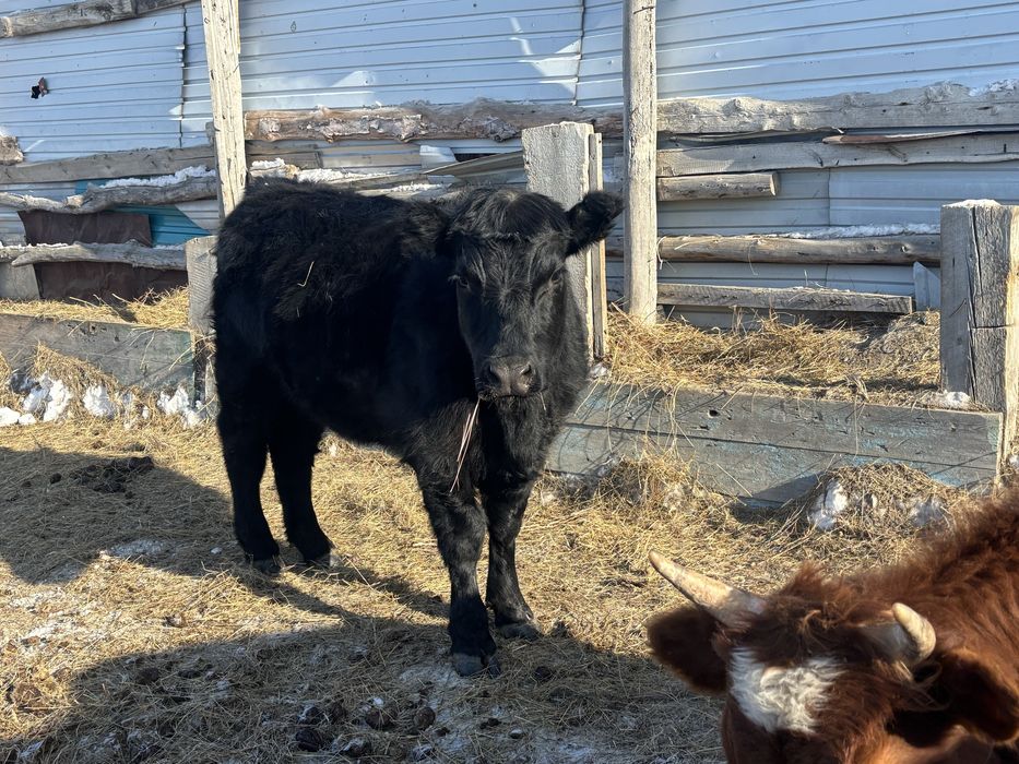 Ангус кашар сатылады