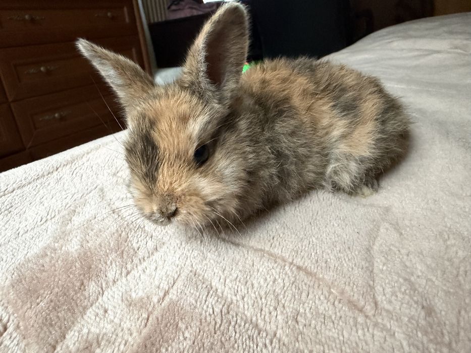 Декоротивные крольчата