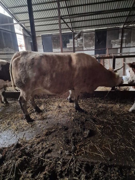 Se vinde Vaca de abator.