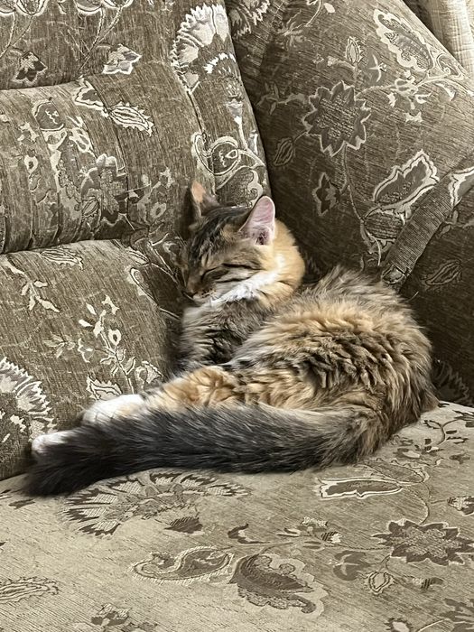 Отдам кошку бесплатно