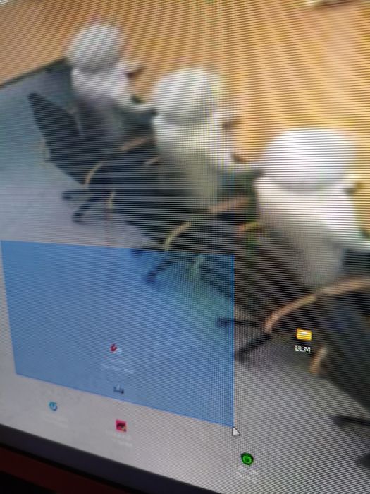 Монитор SANC с рябящей матрицей