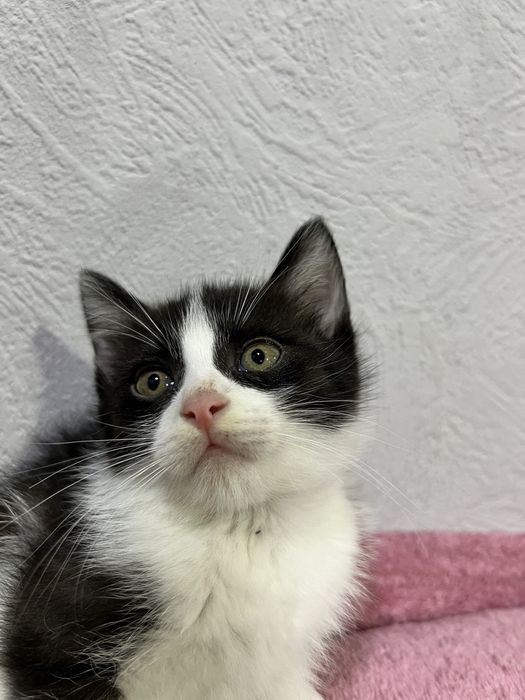 Отдаю котят в добрые руки