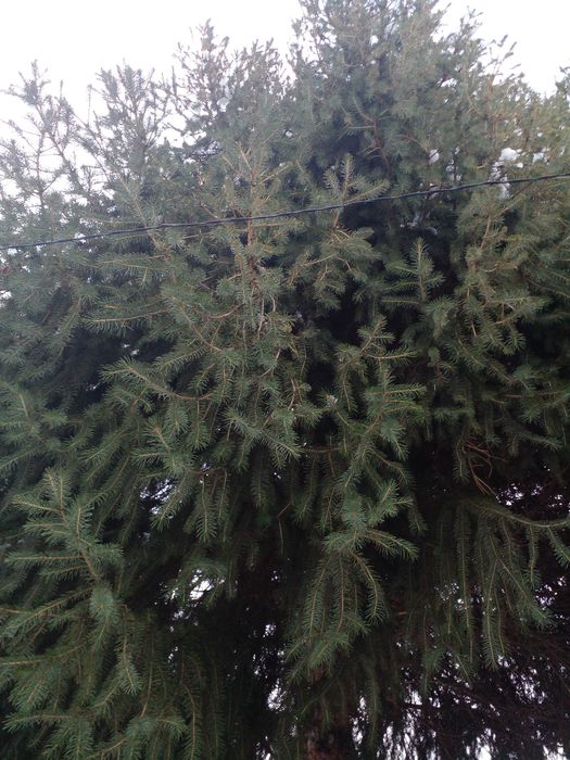 Ёлка живая продаю