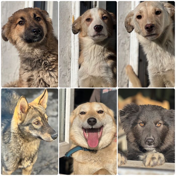 Собаки в хорошие руки