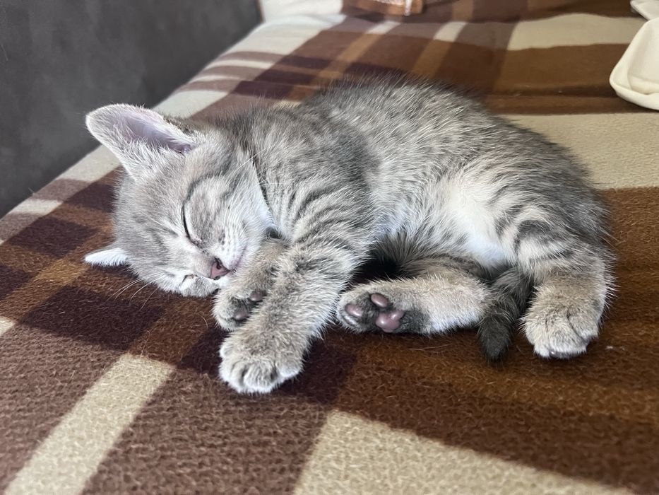 Продам котят британцев