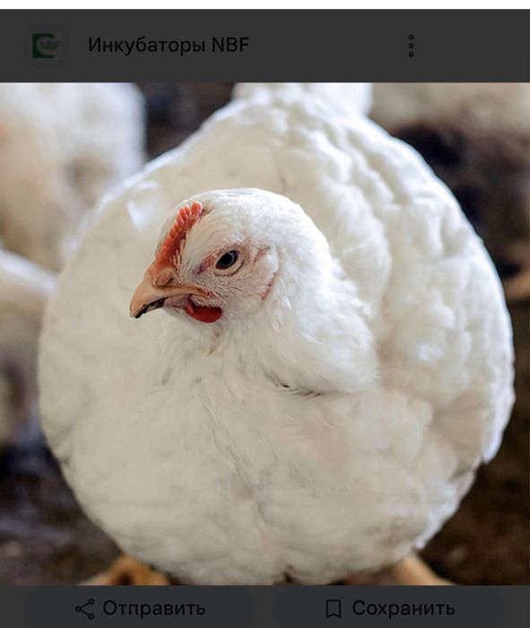 Продам бройлерных цыплят