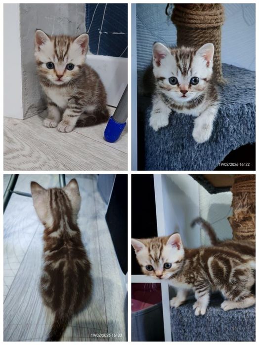 Продаются шотландские котята