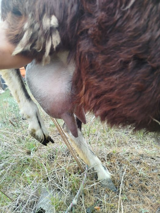 Козлята (Лақтар) сатылады