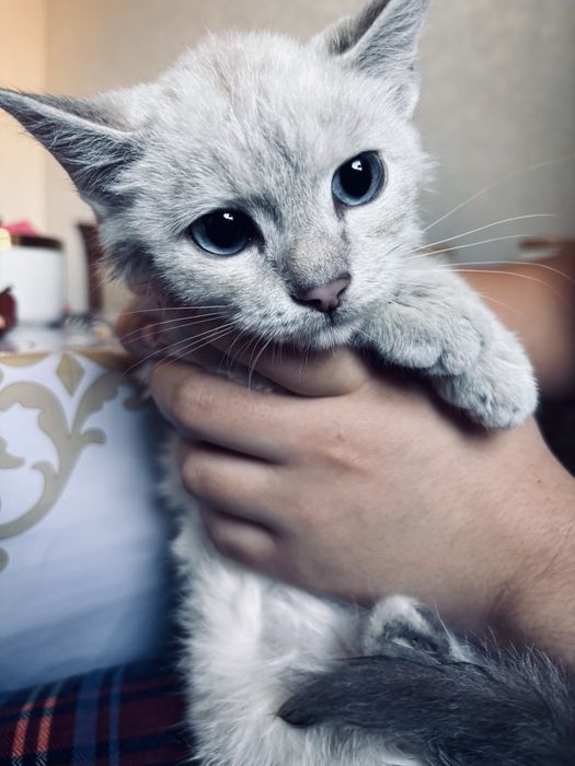 Котёнок окраска линкс-пойнт